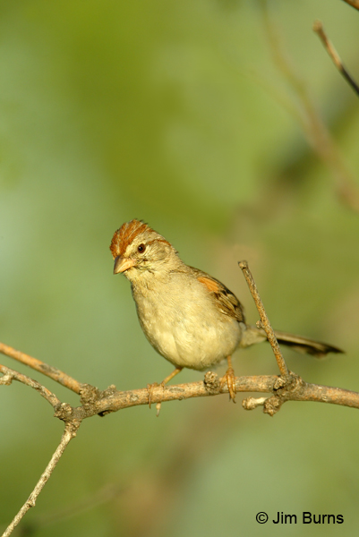 Rufous-winged Sparrow