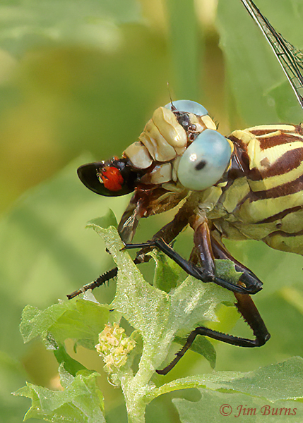 Russet-tipped Clubtail male devouring small wasp, Maricopa Co., AZ, September 2021--2616