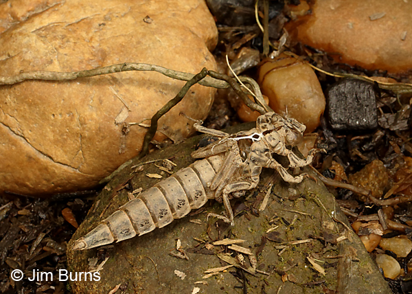 Russet-tipped Clubtail exuvia, Charles City Co., VA, June 2017