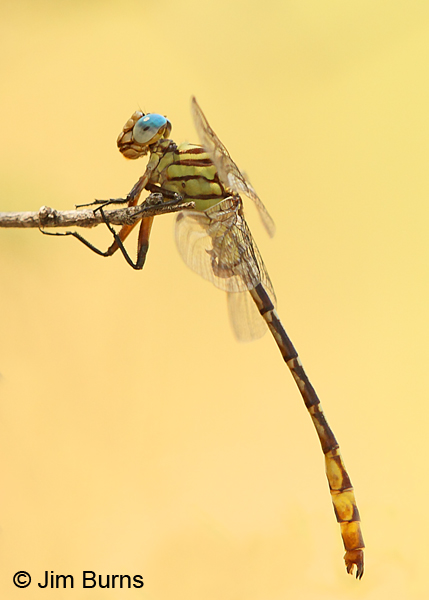 Russet-tipped Clubtail male, Maricopa Co., AZ, September 2017