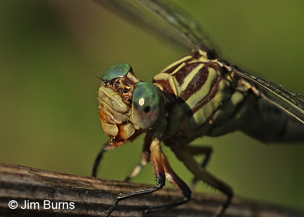 Russet-tipped Clubtail female head and thorax, Cook Co., IL, September 2017