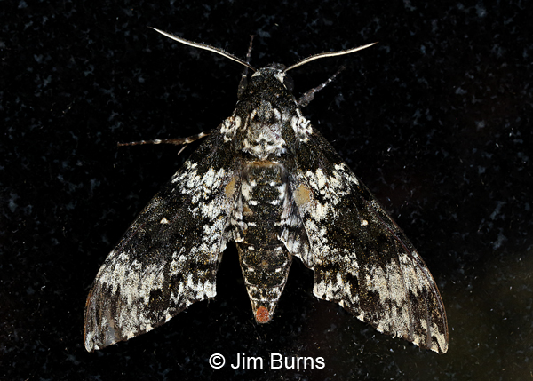 Rustic Sphinx Moth #2, Arizona