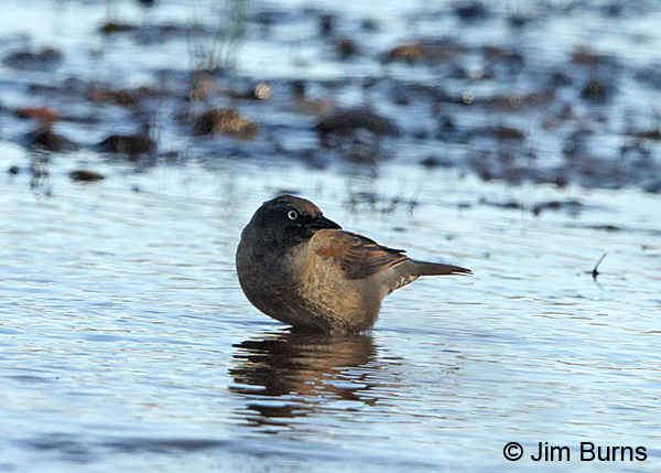 Rusty Blackbird winter female