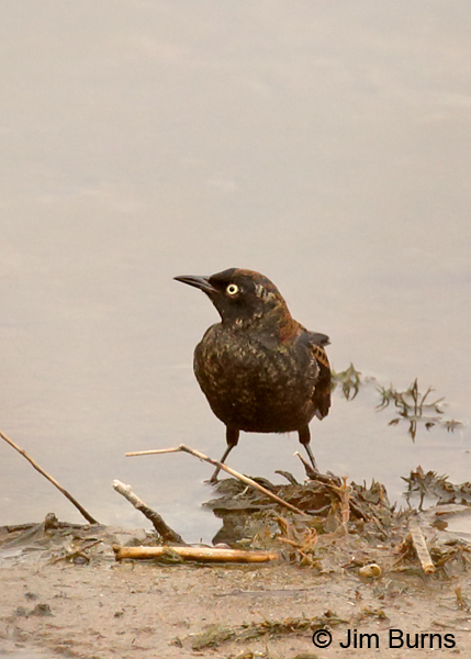 Rusty Blackbird fall male ventral view