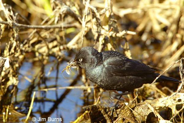 Rusty Blackbird with mayflies