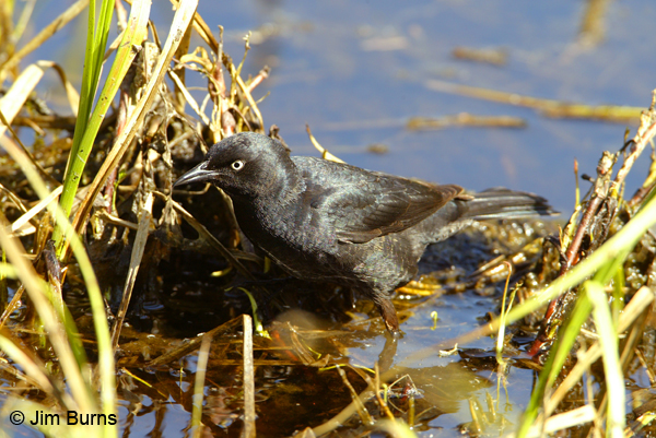 Rusty Blackbird
