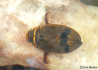 Aquatic Beetle