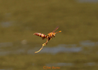 Arizona Paper Wasp (Polistes arizonensis), Salt River, Arizona--8241