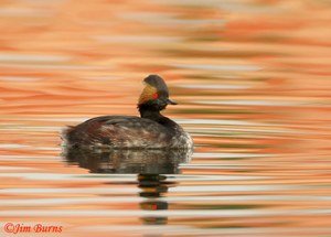 Eared Grebe Sunset