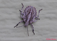 Stink Bug (Brochymena quadripustulata), Cochise Co., Arizona--1273