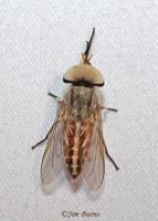 Striped Horse Fly