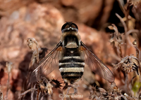 Bee Fly (Villa lateralis), Salt River, Arizona--1452