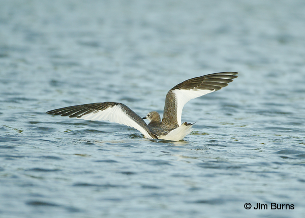 Sabine's Gull juvenile wingstretch showing "M" pattern