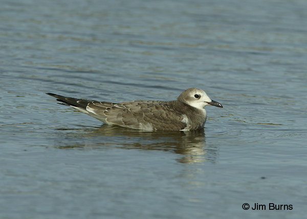Sabine's Gull juvenile