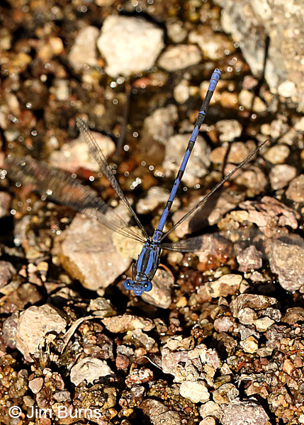 Sabino Dancer male in flight, Santa Cruz Co., AZ, October 2017