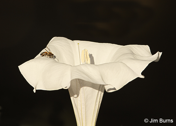 Sacred Datura, Arizona