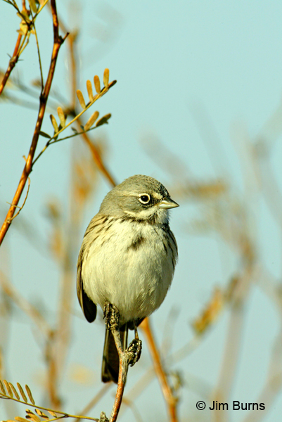 Sagebrush Sparrow ventral view