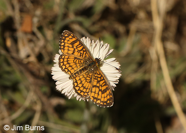 Sagebrush Checkerspot on Spreading Fleabane, Arizona