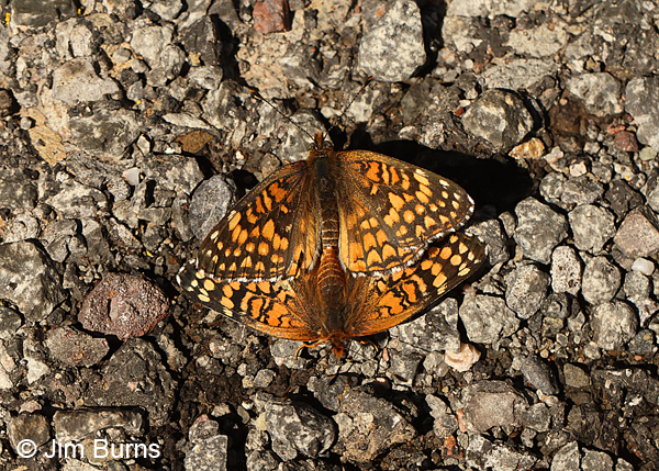 Sagebrush Checkerspots mating, male above, Arizona