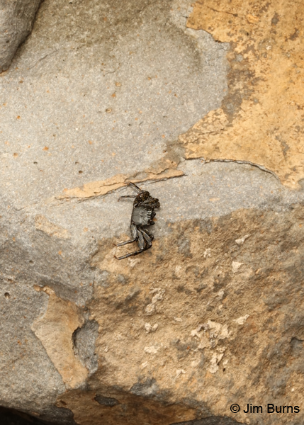 Sally Lightfoot Crab hatchling