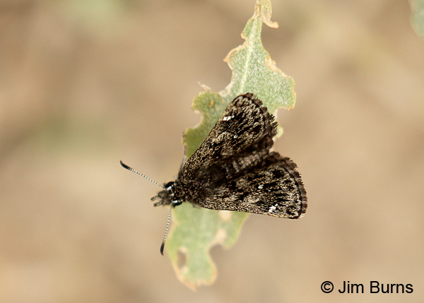 Saltbush Sootywing, Texas