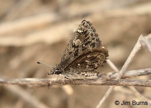 Saltbush Sootywing dorsolateral view, Texas