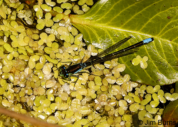 San Francisco Forktail male, Sonoma Co., CA, June 2018--9587
