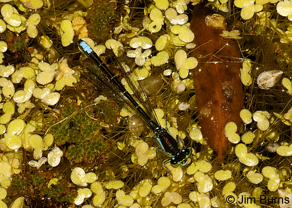 San Francisco Forktail male in duckweed, Sonoma Co., CA, June 2018--9592