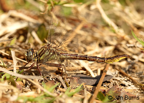 Sandhill Clubtail female (Cavillaris), Alachua Co., FL, March 2017