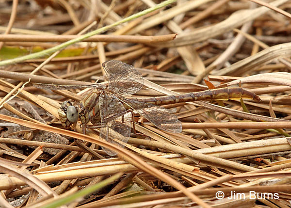 Sandhill Clubtail female (Cavillaris) #2, Alachua Co., FL, March 2017