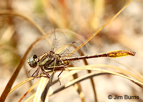 Sandhill Clubtail male (Cavillaris) showing single cell row in trigonal interspace, Clay Co., FL, March 2017