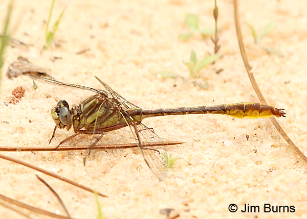 Sandhill Clubtail male (Cavillaris), Marion Co., FL, March 2017