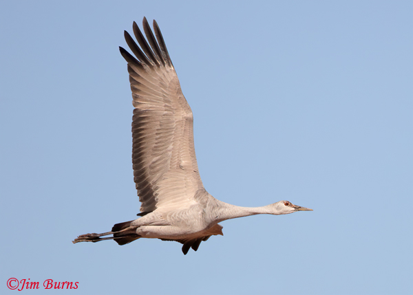 Sandhill Crane juvenile--2122