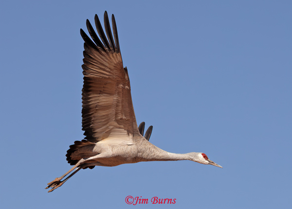 Sandhill Crane adult--2307