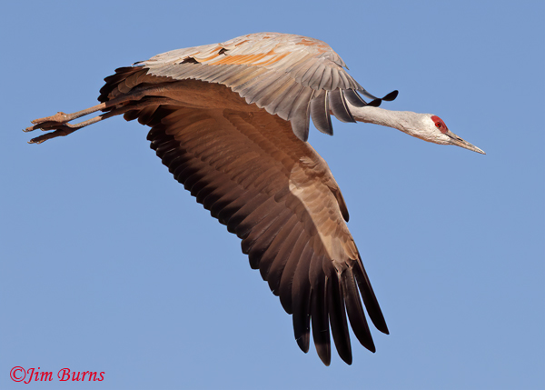 Sandhill Crane downstroke--2310