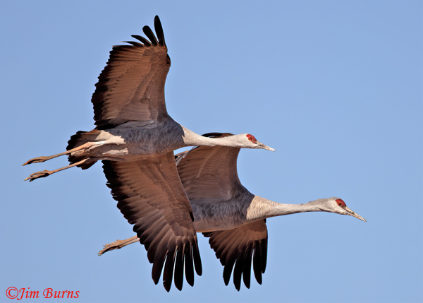 Sandhill Cranes in flight--2500