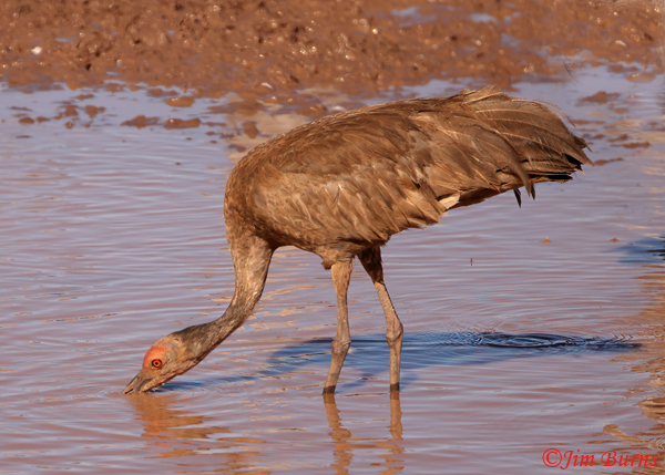Sandhill Crane juvenile drinking--2504