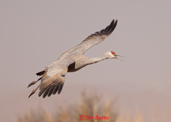 Sandhill Crane calling--3380