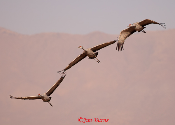Sandhill Crane flight connections--3404
