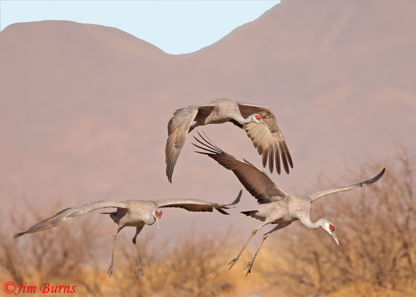 Sandhill Cranes dropping into corn--3460
