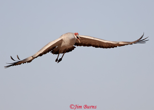 Sandhill Crane calling as it drops into flock--3644