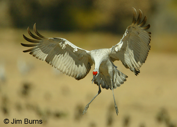 Sandhill Crane--The Conductor