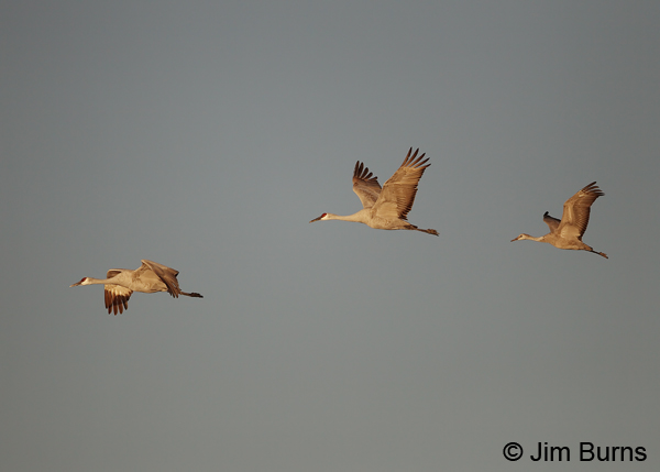 Sandhill Crane family in flight, juvenile bringing up the rear