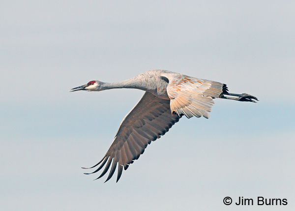 Sandhill Crane fingers