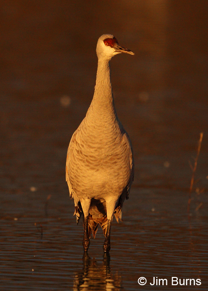 Sandhill Crane in sunshaft