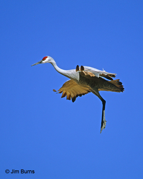 Sandhill Crane parachutist