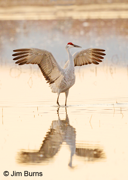 Sandhill Crane preparing for lift off