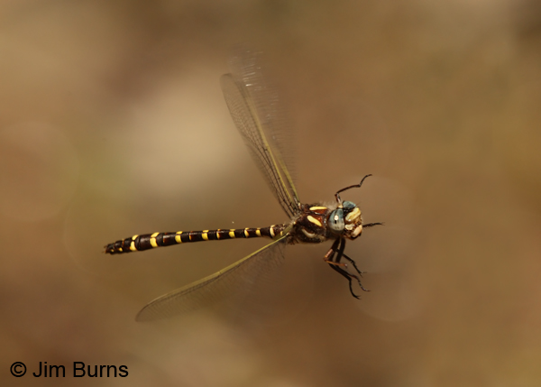 Sarracenia Spiketail male in flight, Angelina Co., TX, April 2013