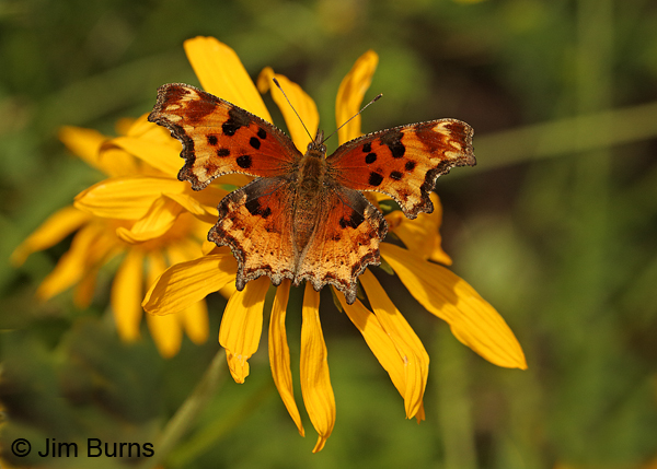 Satyr Comma on Coneflower, Arizona