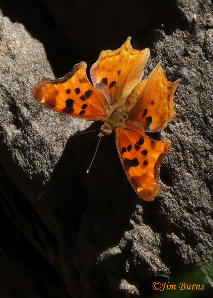 Satyr Comma, Arizona--1638